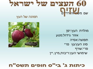 סופי