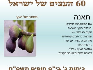 סופי