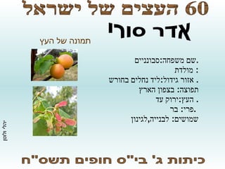 סופי