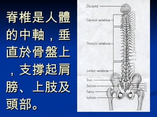 脊椎是人體的中軸，垂直於骨盤上，支撐起肩膀、上肢及頭部。 