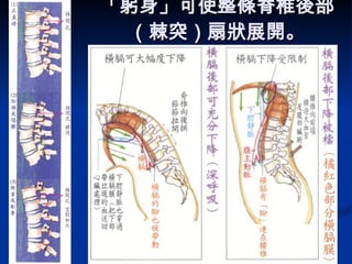 「躬身」可使整條脊椎後部（棘突）扇狀展開。     