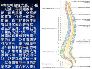 脊椎神經從大腦、小腦、延腦，再從頸椎第一節一直到尾椎，全程節節貫穿，任何一節發生問題，都可能會逐步影響到其它臨近的脊椎，甚至於全身。脊椎就像人體的高速公路，不僅維護輸送養份到五臟六腑的血管，及負責傳送各項指令，使內臟獲得良好的控制與平衡的神經。如果脊椎側彎或脊椎轉位時，就像高速公路，路況就會不佳一樣，就會影響到全身的新陳代謝，故而對人體而言，脊椎的重要性是無庸置疑的   