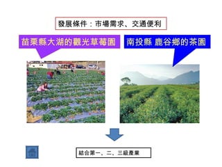 苗栗縣大湖的觀光草莓園  南投縣 鹿谷鄉的茶園  發展條件：市場需求、交通便利 結合第一、二、三級產業 