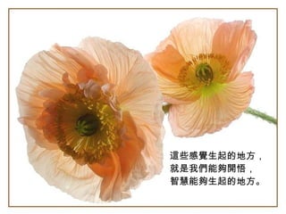 這些感覺生起的地方， 就是我們能夠開悟， 智慧能夠生起的地方。   