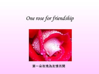 One rose for friendship 第一朵玫瑰為友情而開 