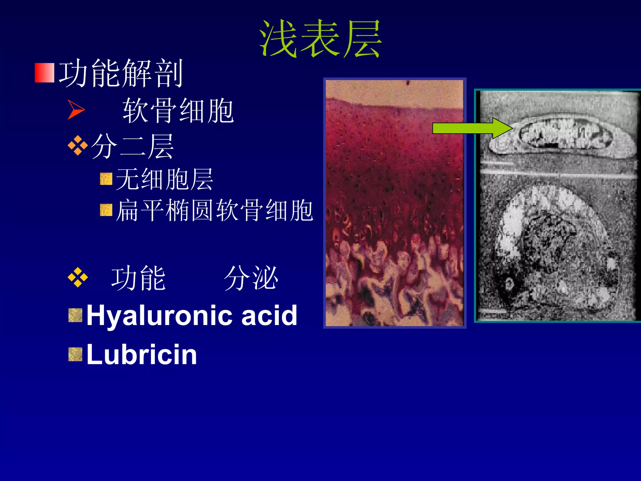 浅表层 功能解剖 软骨细胞 分二层 无细胞层 扁平椭圆软骨细胞 功能  分泌 Hyaluronic acid Lubricin  