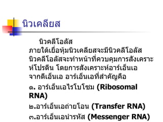 นิวเคลียส นิวคลีโอลัส ภายใต้เยื่อหุ้มนิวเคลียสจะมีนิวคลีโอลัส นิวคลีโอลัสจะทำหน้าที่ควบคุมการสังเคราะห์โปรตีน โดยการสังเคราะห์อาร์เอ็นเอ จากดีเอ็นเอ อาร์เอ็นเอที่สำคัญคือ ๑ .  อาร์เอ็นเอไรโบโซม  ( Ribosomal RNA ) ๒ . อาร์เอ็นเอถ่ายโอน  ( Transfer RNA ) ๓ . อาร์เอ็นเอนำรหัส  ( Messenger RNA ) 