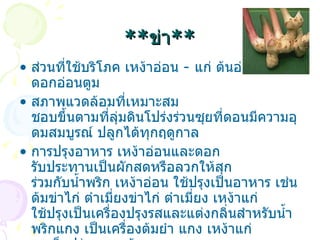 ** ข่า ** ส่วนที่ใช้บริโภค  เหง้าอ่อน  -  แก่ ต้นอ่อน ดอกอ่อนตูม   สภาพแวดล้อมที่เหมาะสม  ชอบขึ้นตามที่ลุ่มดินโปร่งร่วนซุยที่ดอนมีความอุดมสมบูรณ์ ปลูกได้ทุกฤดูกาล   การปรุงอาหาร  เหง้าอ่อนและดอก รับประทานเป็นผักสดหรือลวกให้สุก ร่วมกับน้ำพริก เหง้าอ่อน ใช้ปรุงเป็นอาหาร เช่น ด้มข่าไก่ ตำเมี่ยงข่าไก่ ตำเมี่ยง เหง้าแก่ ใช้ปรุงเป็นเครื่องปรุงรสและแต่งกลิ่นสำหรับน้ำพริกแกง เป็นเครื่องต้มยำ แกง เหง้าแก่ รสเผ็ดปร่าและรสร้อน  สรรพคุณ  ขับลม รักษาอาการท้องอืดท้องเฟ้อ แน่นจุดเสียด   