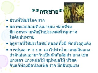 ** กระชาย ** ส่วนที่ใช้บริโภค  ราก   สภาพแวดล้อมที่เหมาะสม  ชอบที่ร่ม มีการกระจายพันธุ์ในประเทศทั่วทุกภาค ในดินปนทราย   ฤดูกาลที่ใช้ประโยชน์  ตลอดทั้งปี พักตัวฤดูแล้ง   การปรุงอาหาร  ราก เอาไปทำน้ำยาขนมจีนแกง ลำต้นอ่อนเอามากินเป็นผักกับส้มตำ แกง เช่น แกงเลา แกงหน่อไม้ ซุปหน่อไม้ หัวสด กินแก้ท้องอืดท้องเฟ้อ ราก มีกลิ่นรุนแรง 