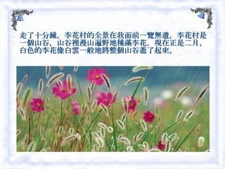 走了十分鐘，李花村的全景在我面前一覽無遺，李花村是一個山谷，山谷裡漫山遍野地種滿李花，現在正是二月，白色的李花像白雲一般地將整個山谷蓋了起來。  