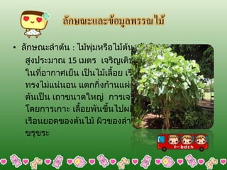 ลักษณะลำต้น  :  ไม้พุ่มหรือไม้ต้นผลัดใบ  สูงประมาณ  15   เมตร  เจริญเติบโตได้ดี ในที่อากาศเย็น เป็นไม้เลื้อย เรือนยอดรูป ทรงไม่แน่นอน แตกกิ่งก้านแผ่กว้าง มีลำ ต้นเป็น เถาขนาดใหญ่  การเจริญเติบโต โดยการเกาะ เลื้อยพันขึ้นไปผลิใบคลุม เรือนยอดของต้นไม้ ผิวของลำต้นหยาบและ ขรุขระ 