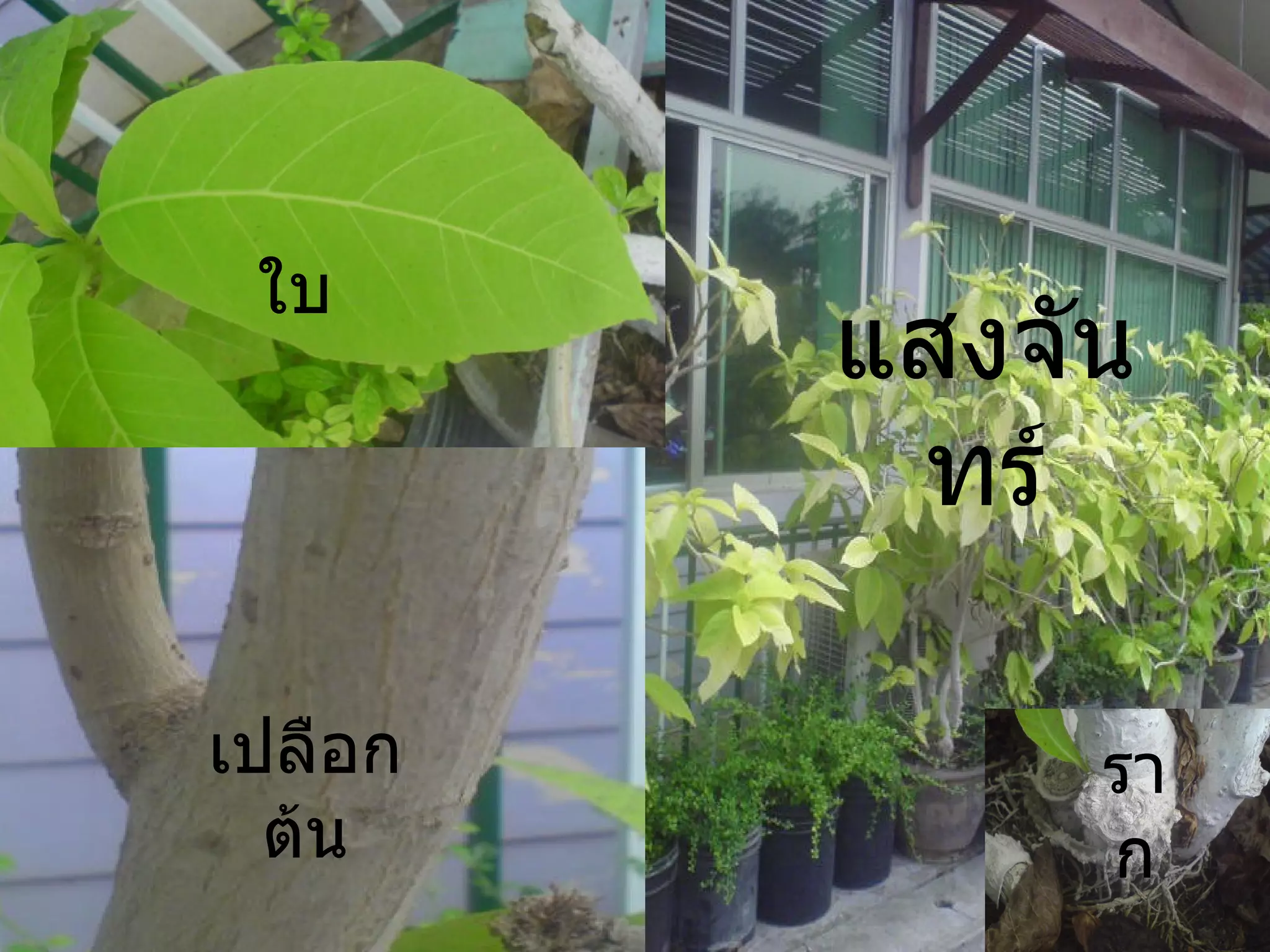ใบ เปลือกต้น แสงจันทร์ ราก 