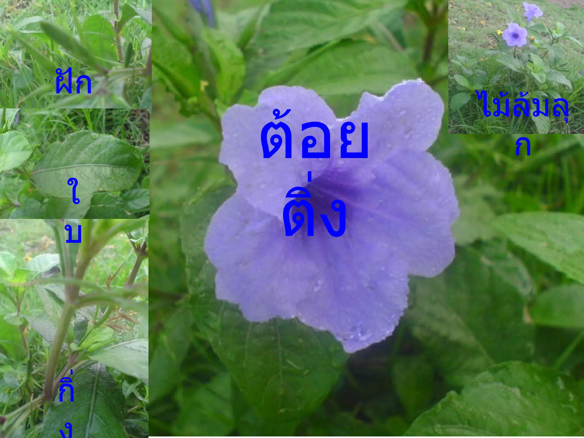 ต้อยติ่ง ไม้ล้มลุก ฝัก ใบ กิ่ง 