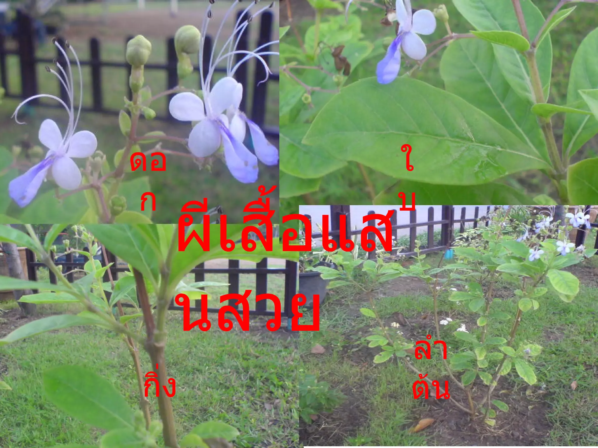 ผีเสื้อแสนสวย ดอก ใบ กิ่ง ลำต้น 