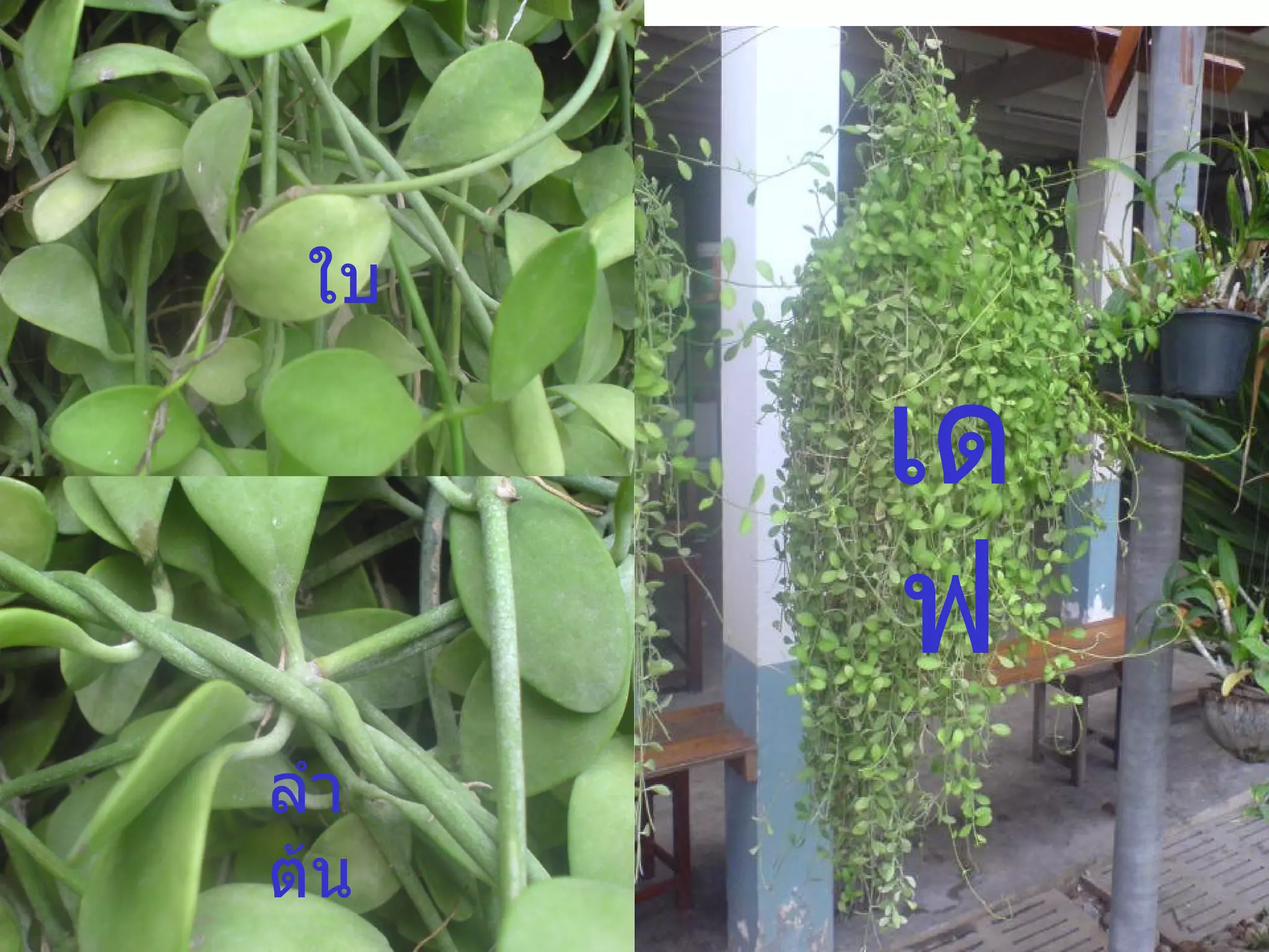 เดฟ ใบ ลำต้น 