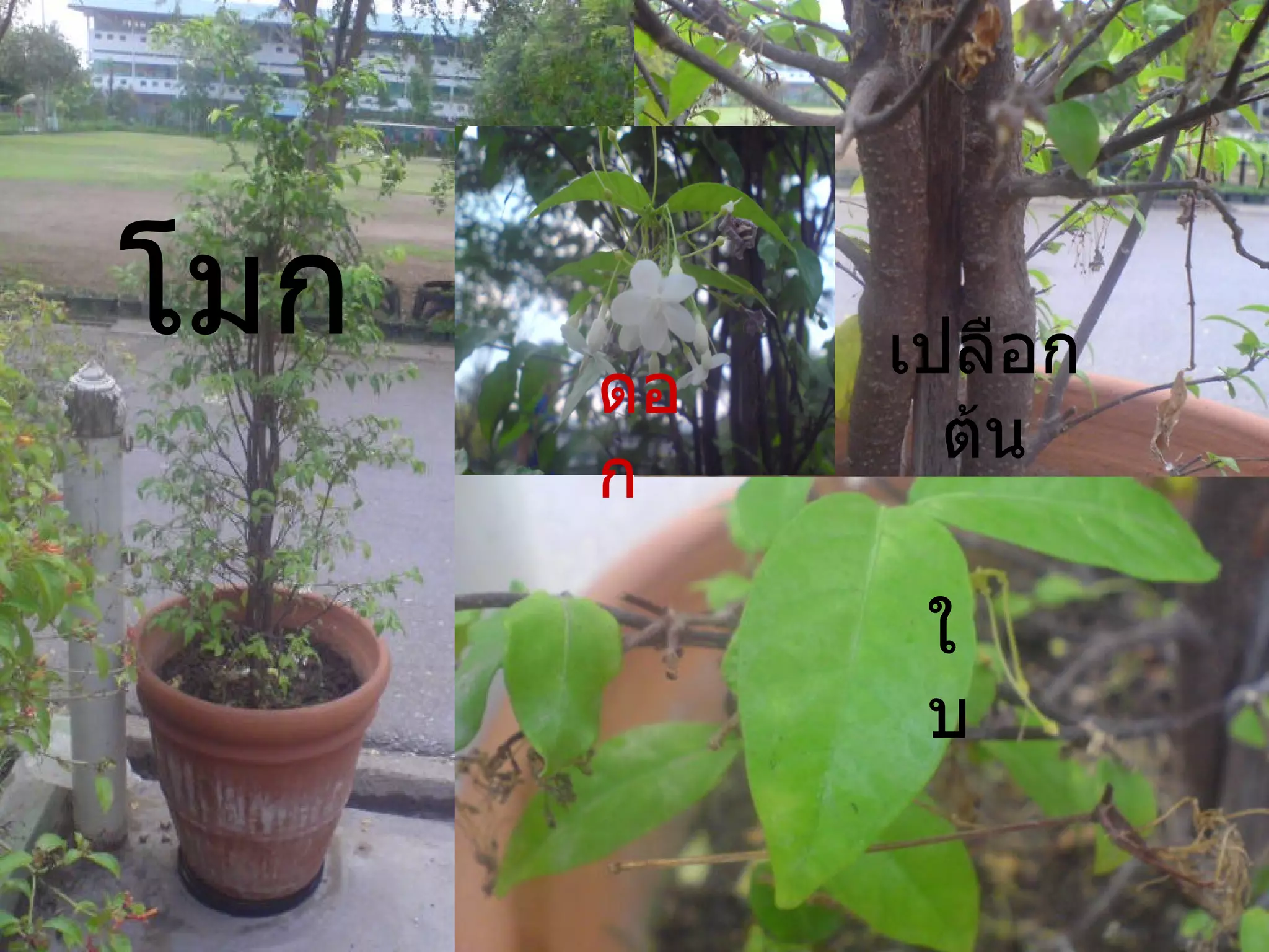 โมก ใบ ดอก เปลือกต้น 