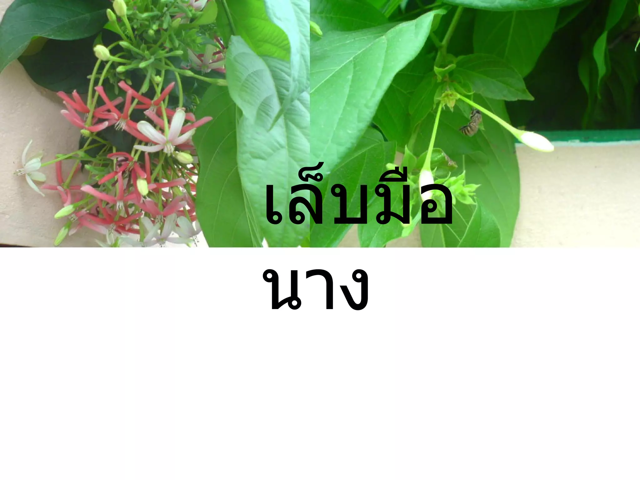 เล็บมือนาง 