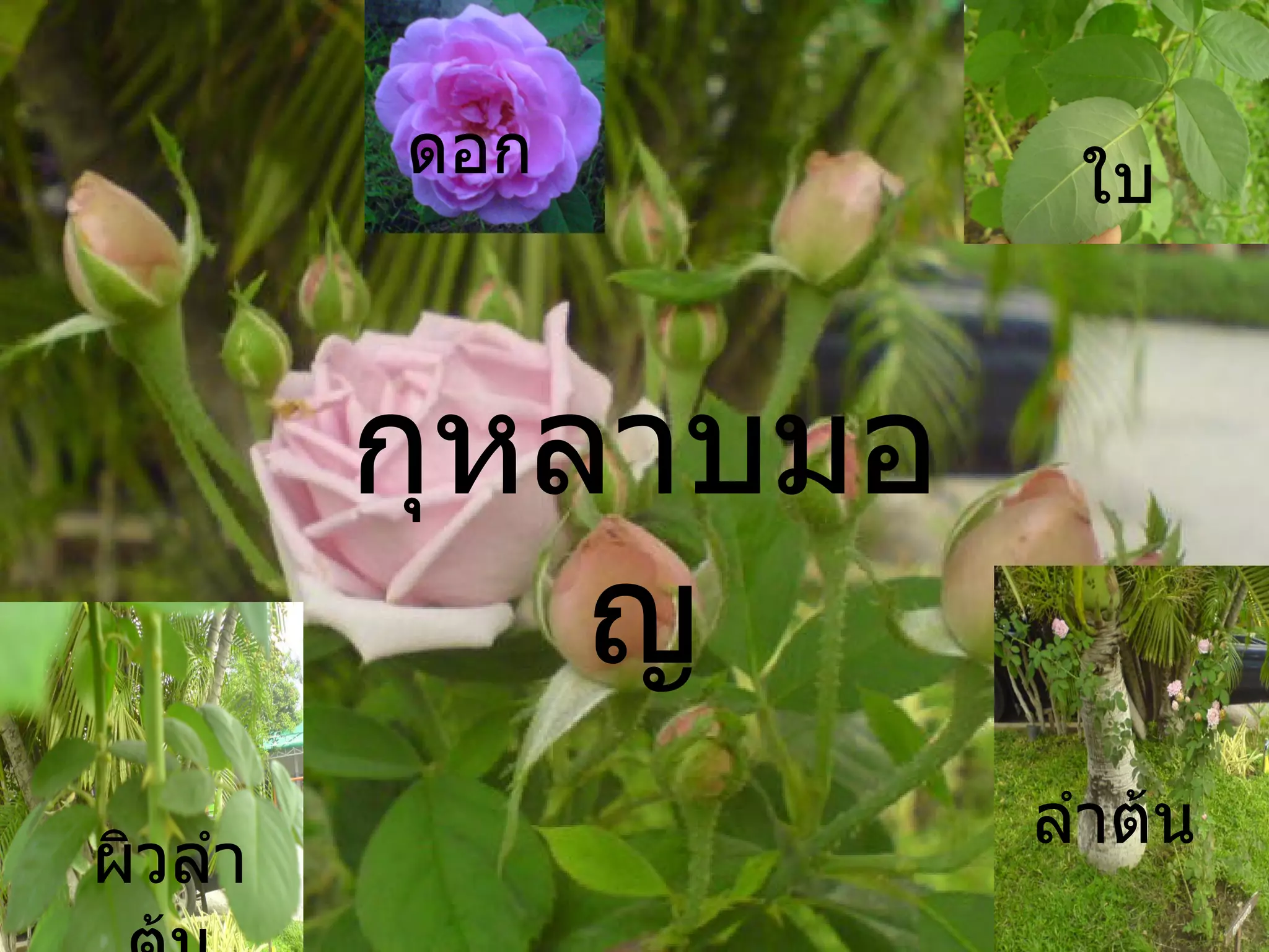 กุหลาบมอญ ดอก ใบ ผิวลำต้น ลำต้น 