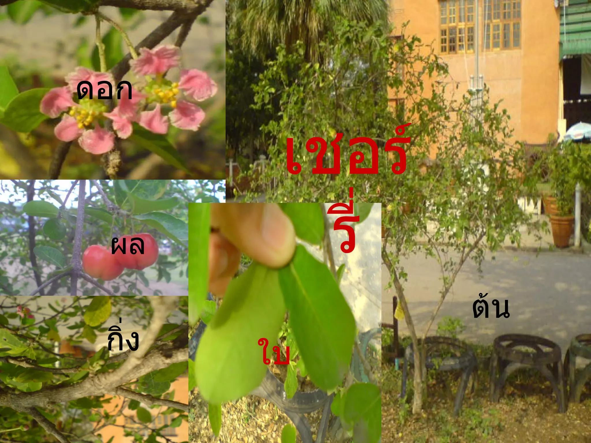 เชอร์รี่ ใบ กิ่ง ผล ดอก ต้น 