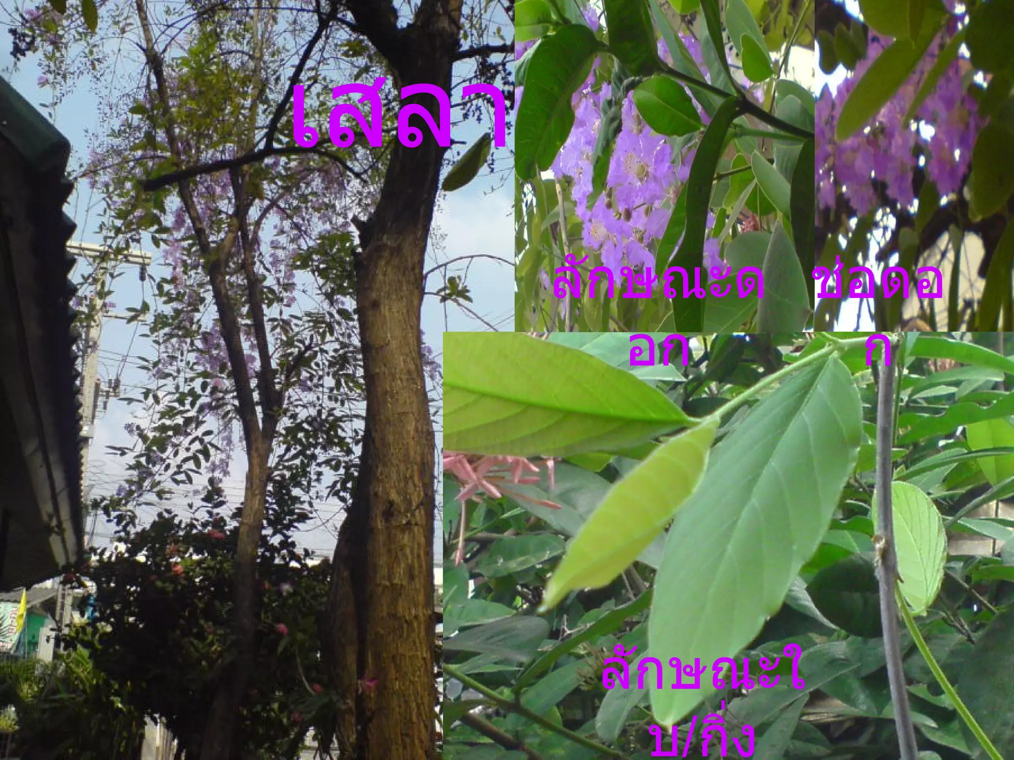 เสลา ช่อดอก ลักษณะดอก ลักษณะใบ / กิ่ง 