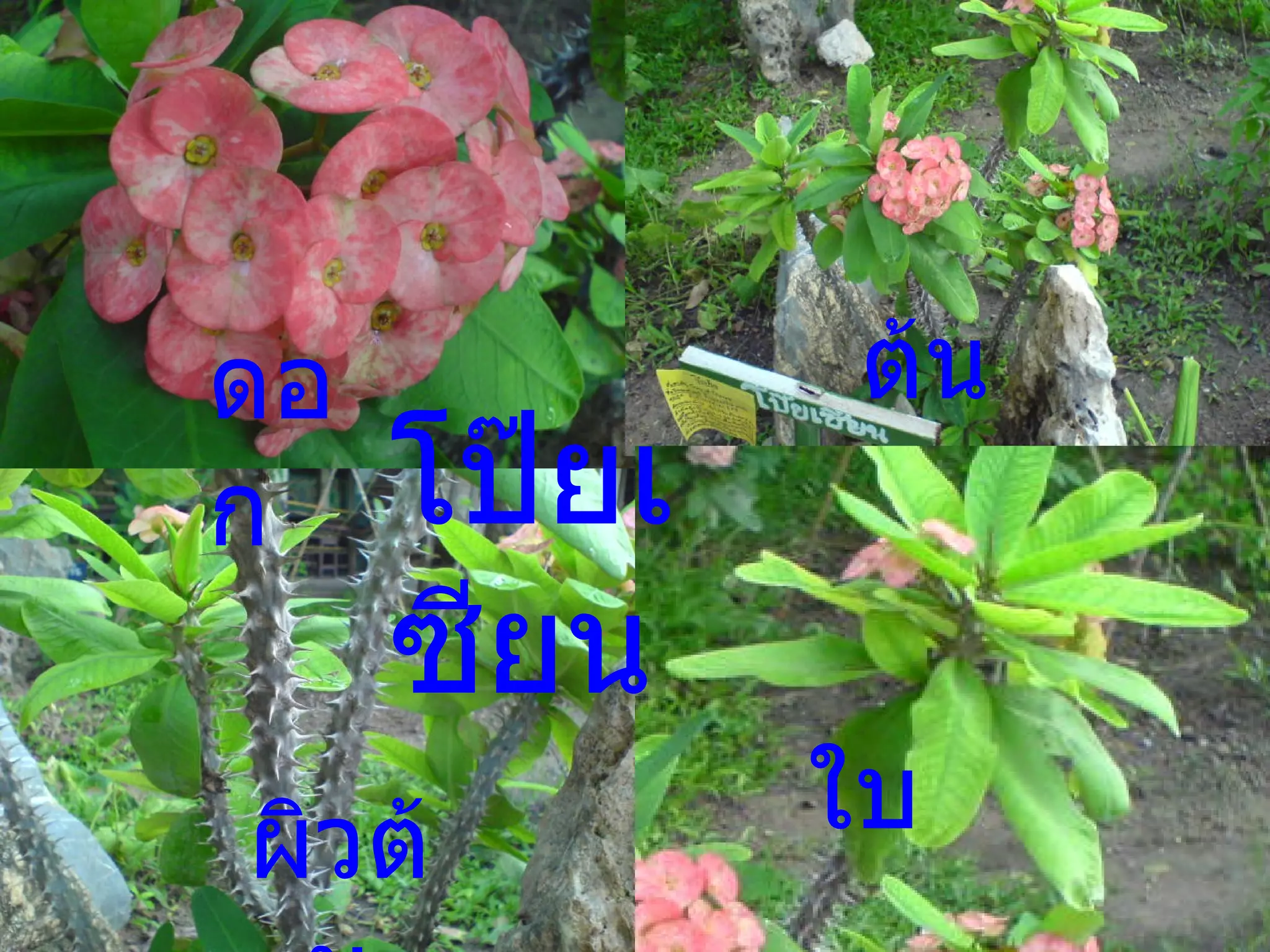 โป๊ยเซียน ดอก ต้น ผิวต้น ใบ 