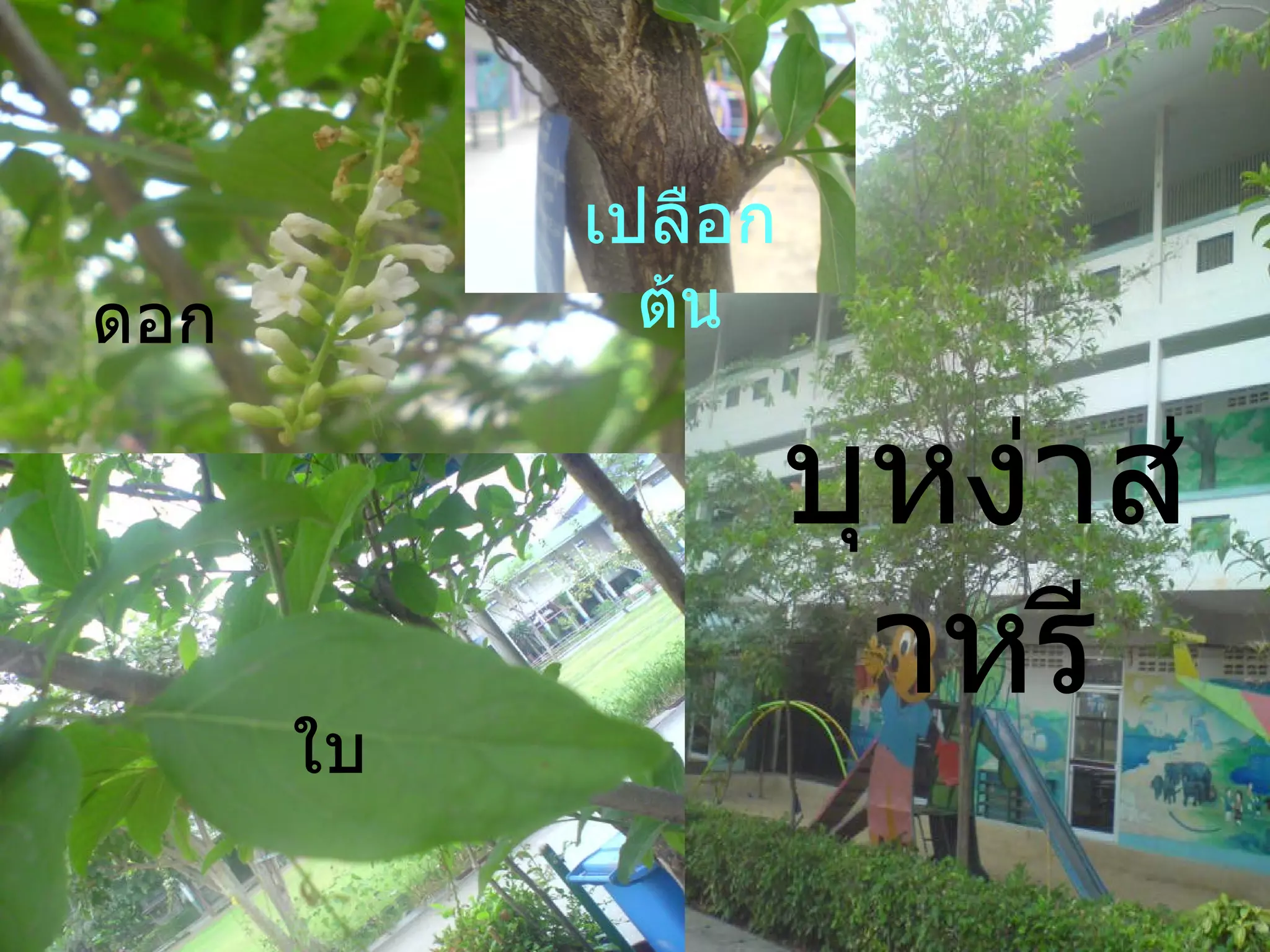 บุหง่าส่าหรี เปลือกต้น ใบ ดอก 