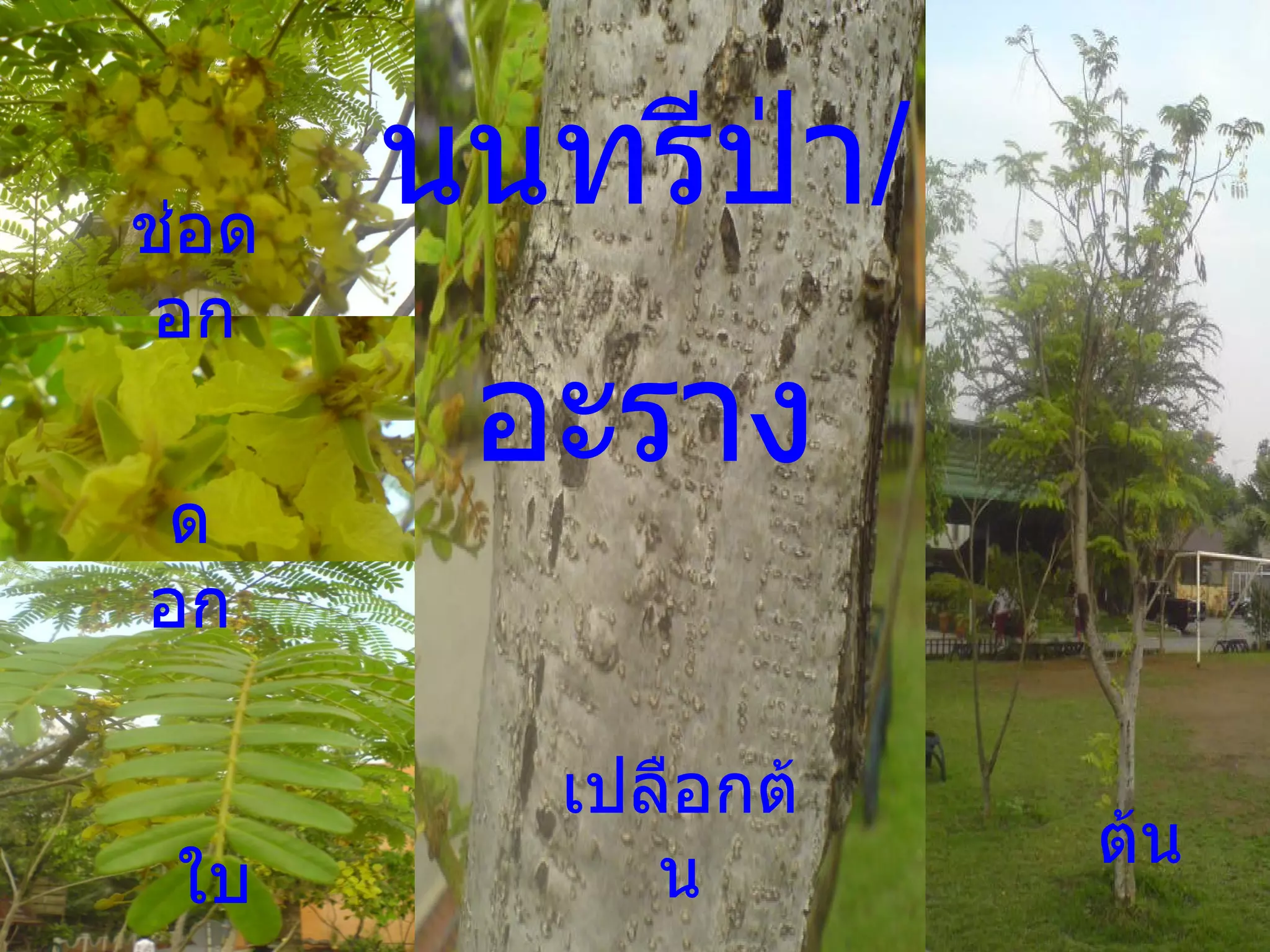 นนทรีป่า / อะราง ช่อดอก ดอก ใบ เปลือกต้น ต้น 