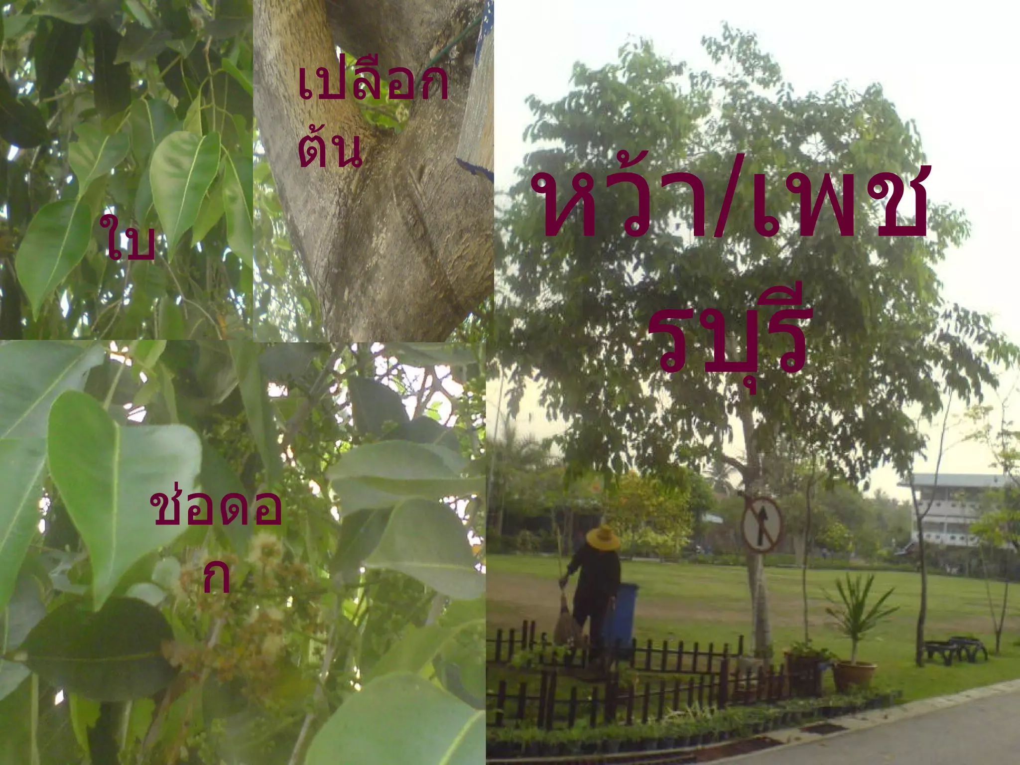 หว้า / เพชรบุรี ใบ เปลือกต้น ช่อดอก 