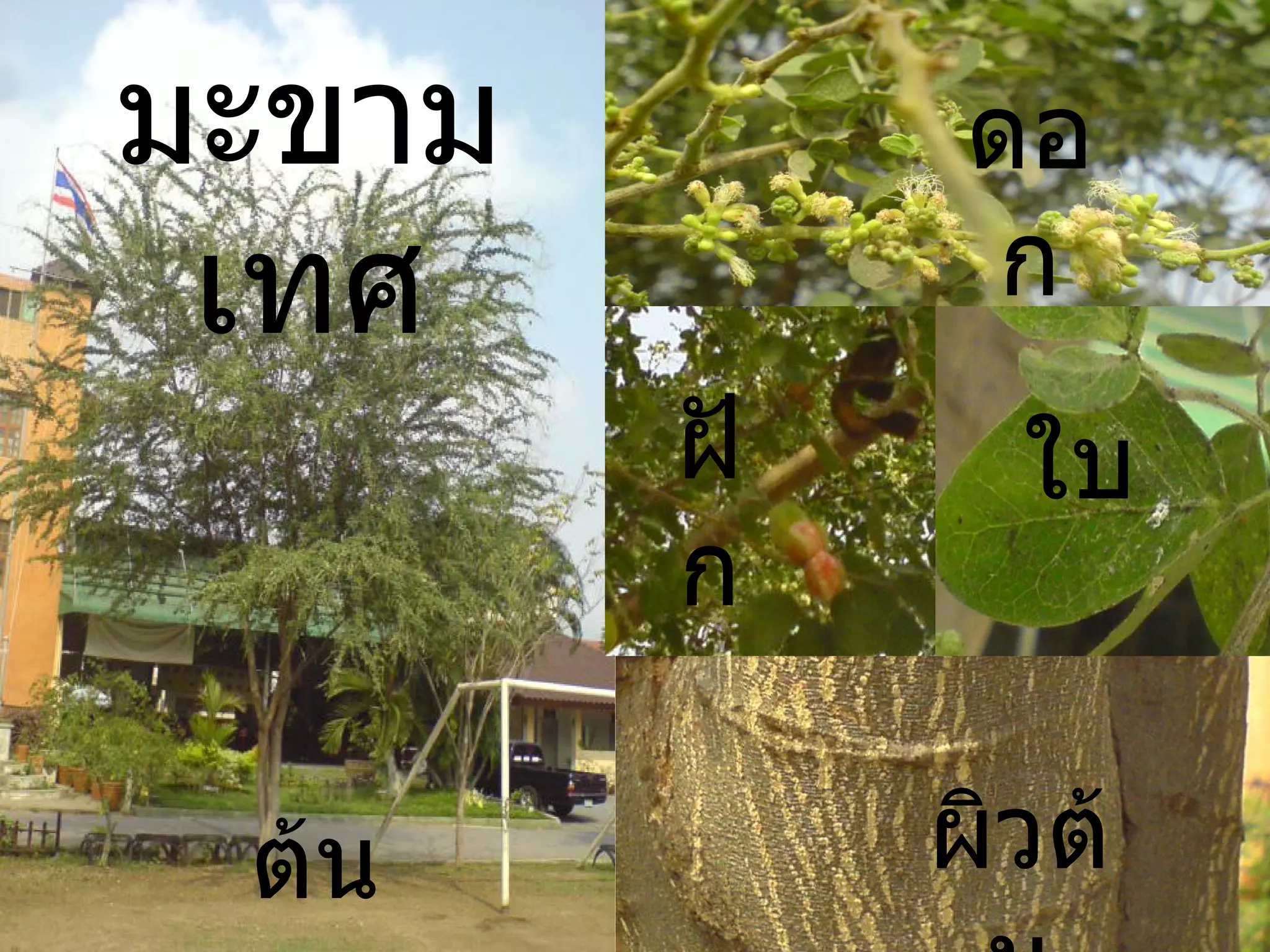 มะขามเทศ ต้น ดอก ฝัก ใบ ผิวต้น 