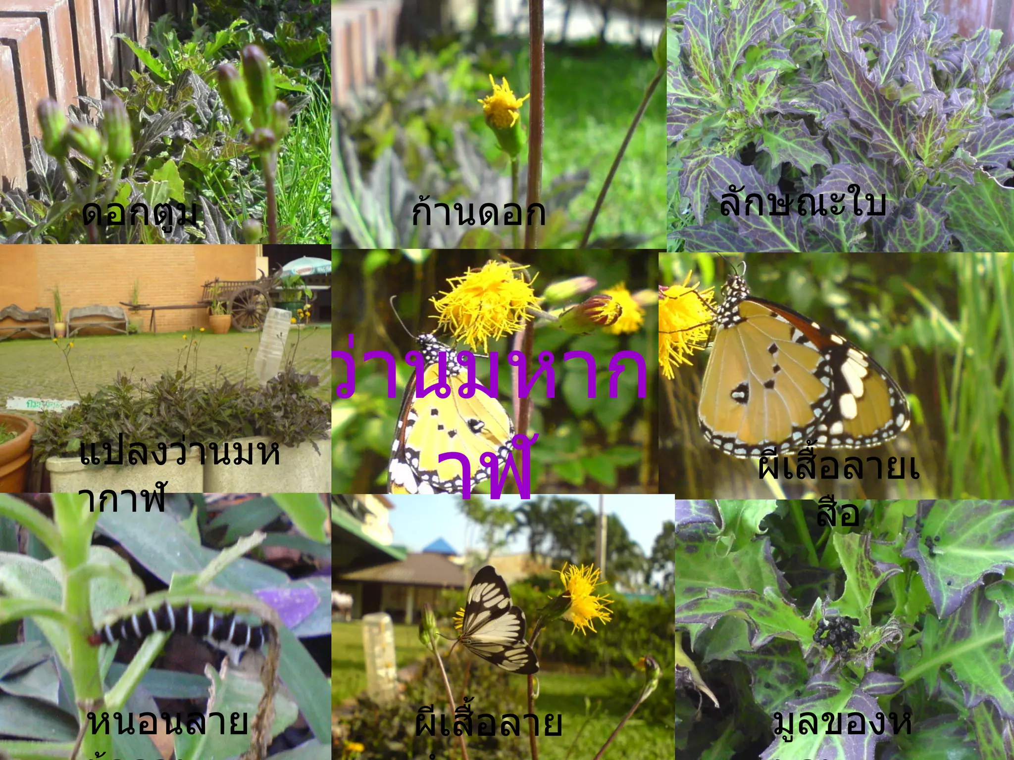ว่านมหากาฬ ดอกตูม ก้านดอก ลักษณะใบ มูลของหนอน ผีเสื้อลายเสือ หนอนลายม้าลาย ผีเสื้อลายดำขาว แปลงว่านมหากาฬ 