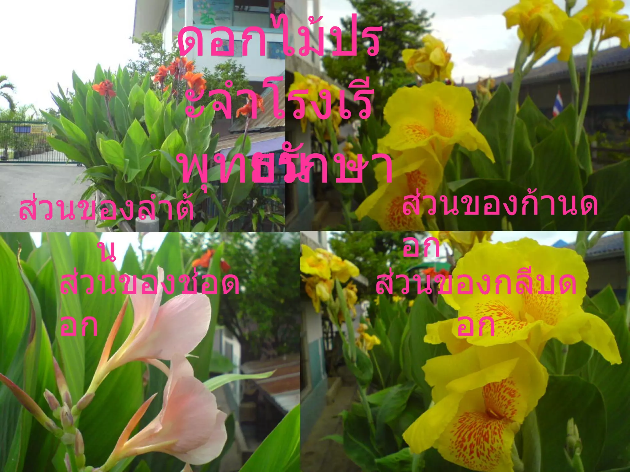 ส่วนของลำต้น ส่วนของช่อดอก พุทธรักษา ส่วนของก้านดอก ส่วนของกลีบดอก ดอกไม้ประจำโรงเรียน 