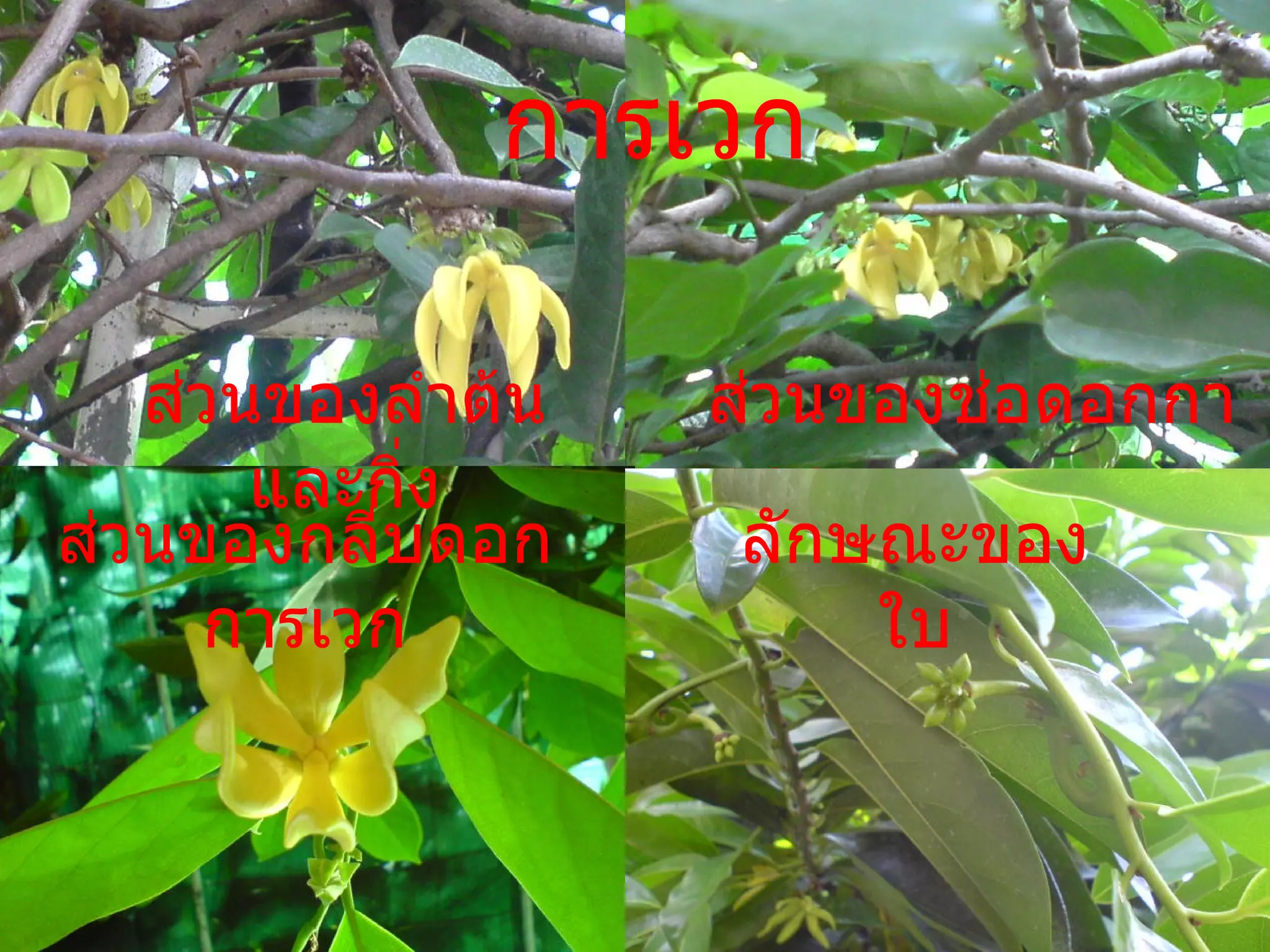 การเวก ส่วนของลำต้นและกิ่ง ส่วนของช่อดอกการเวก ส่วนของกลีบดอกการเวก ลักษณะของใบ 