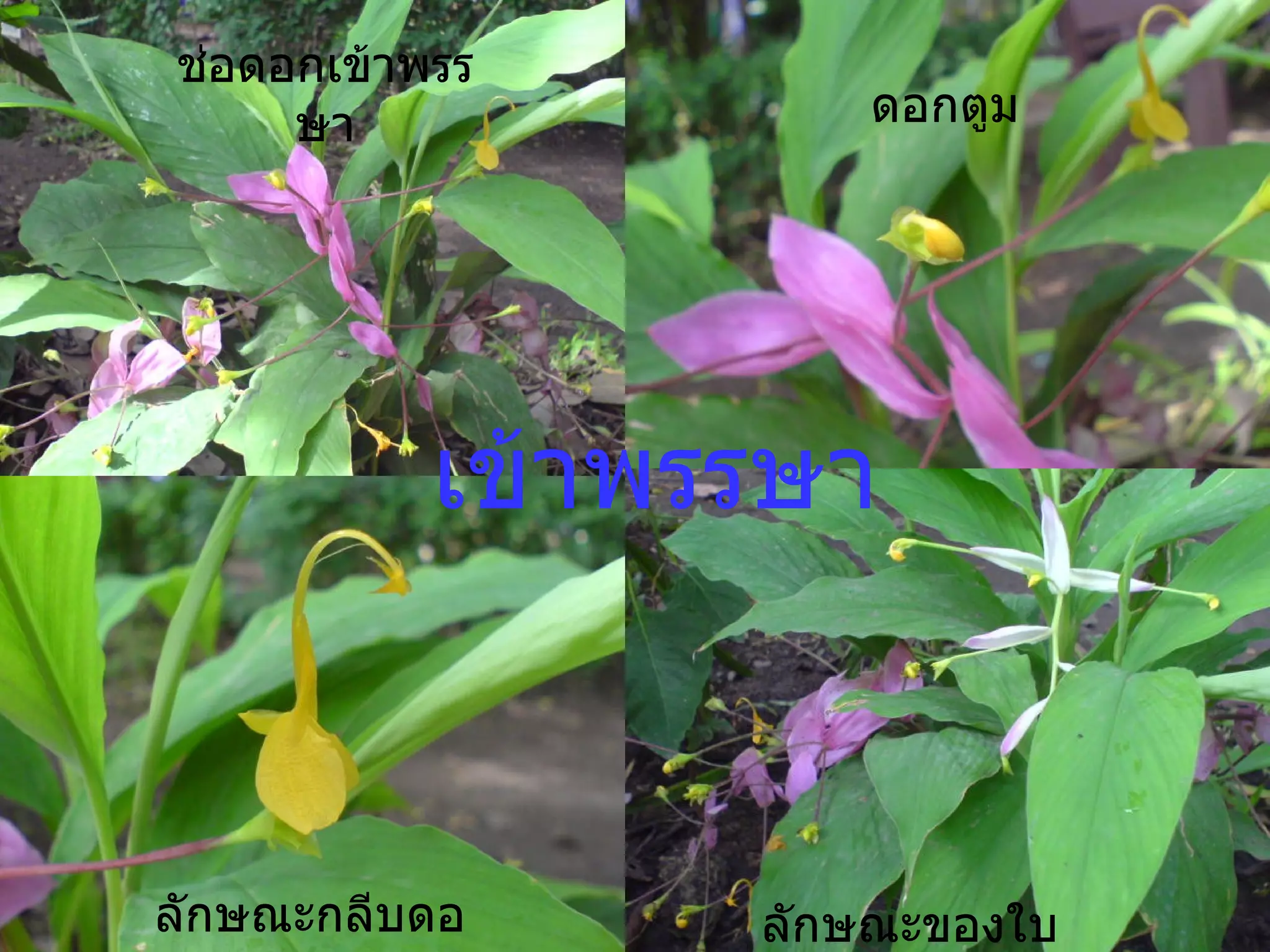 เข้าพรรษา ช่อดอกเข้าพรรษา ดอกตูม ลักษณะกลีบดอก ลักษณะของใบ 