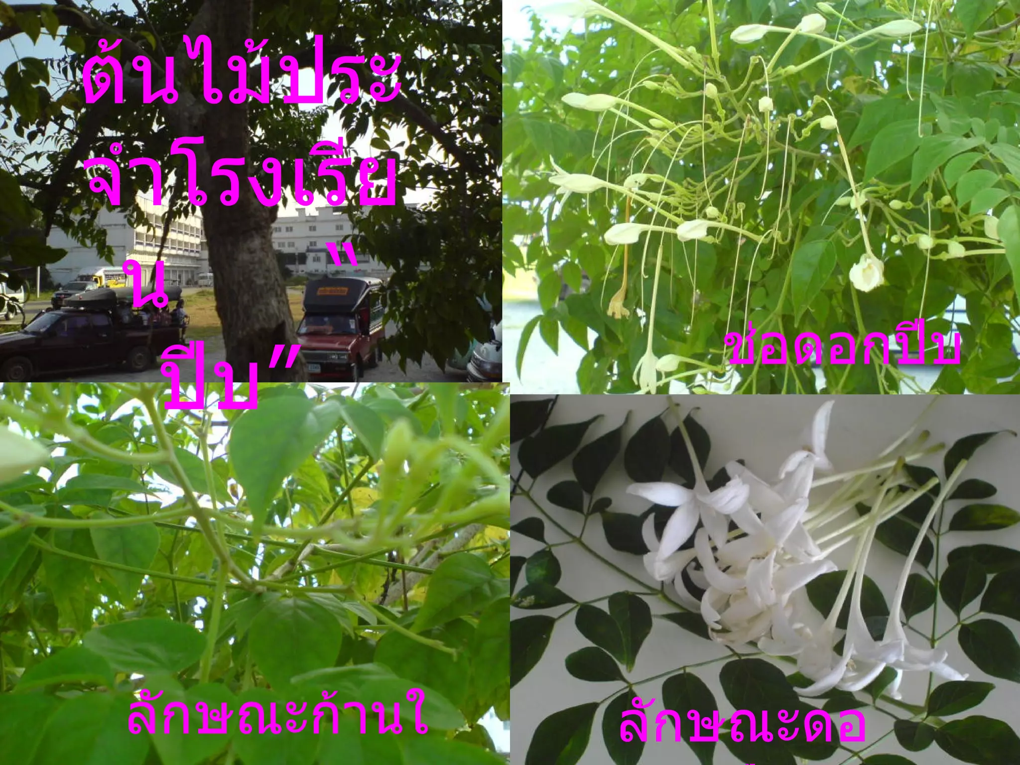 ต้นไม้ประจำโรงเรียน  “ ปีบ”  ช่อดอกปีบ ลักษณะก้านใบ ลักษณะดอกปีบ 