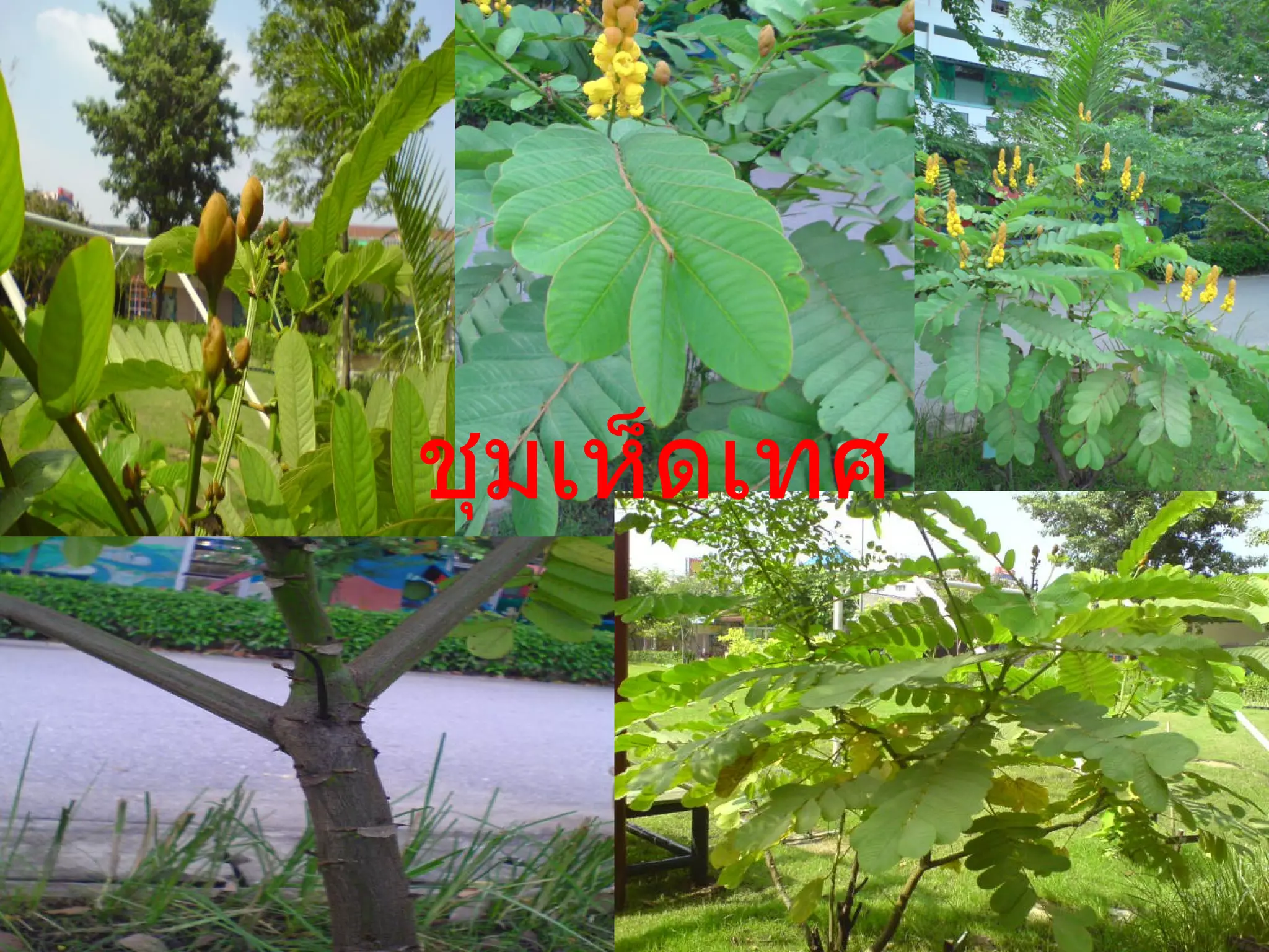 ชุมเห็ดเทศ 