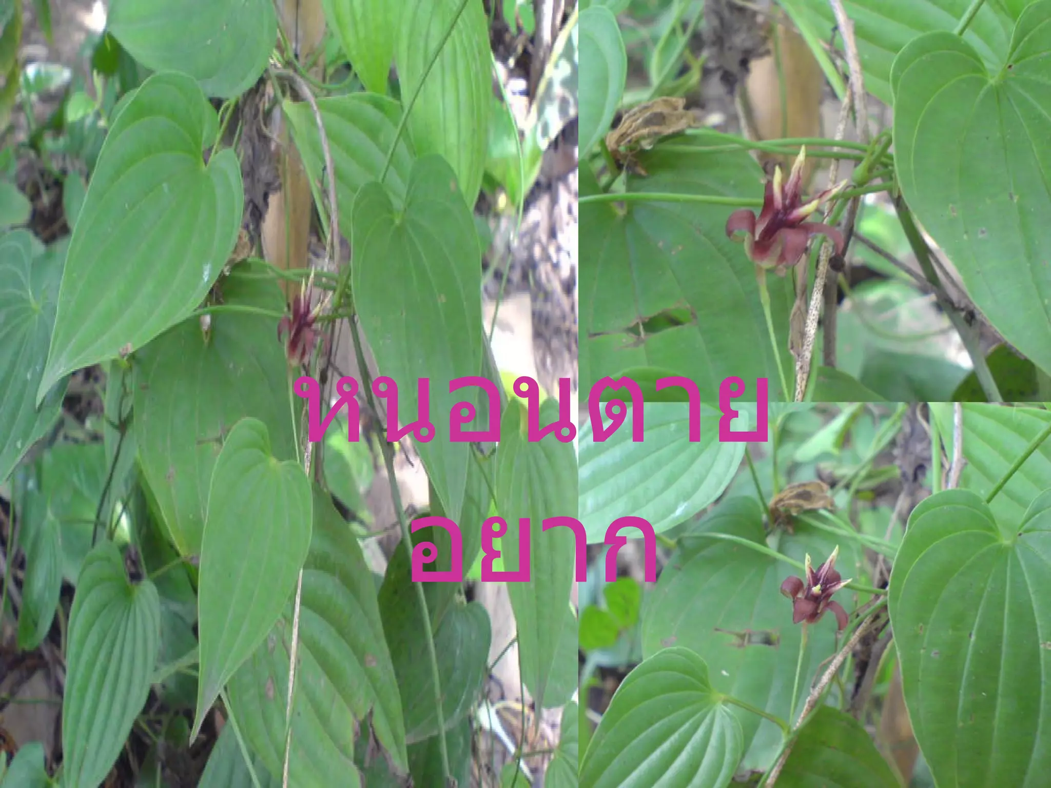 หนอนตายอยาก 