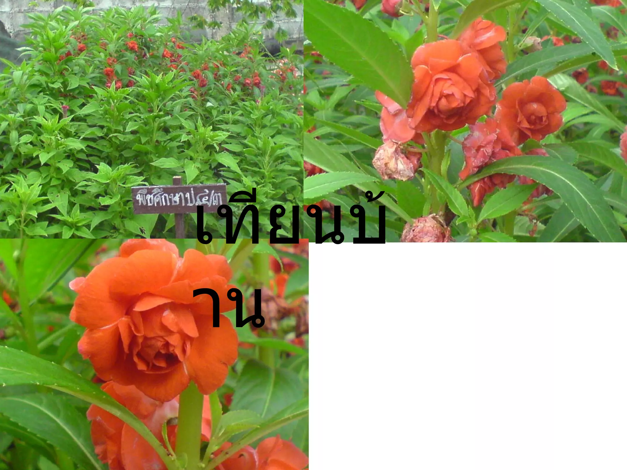 เทียนบ้าน 