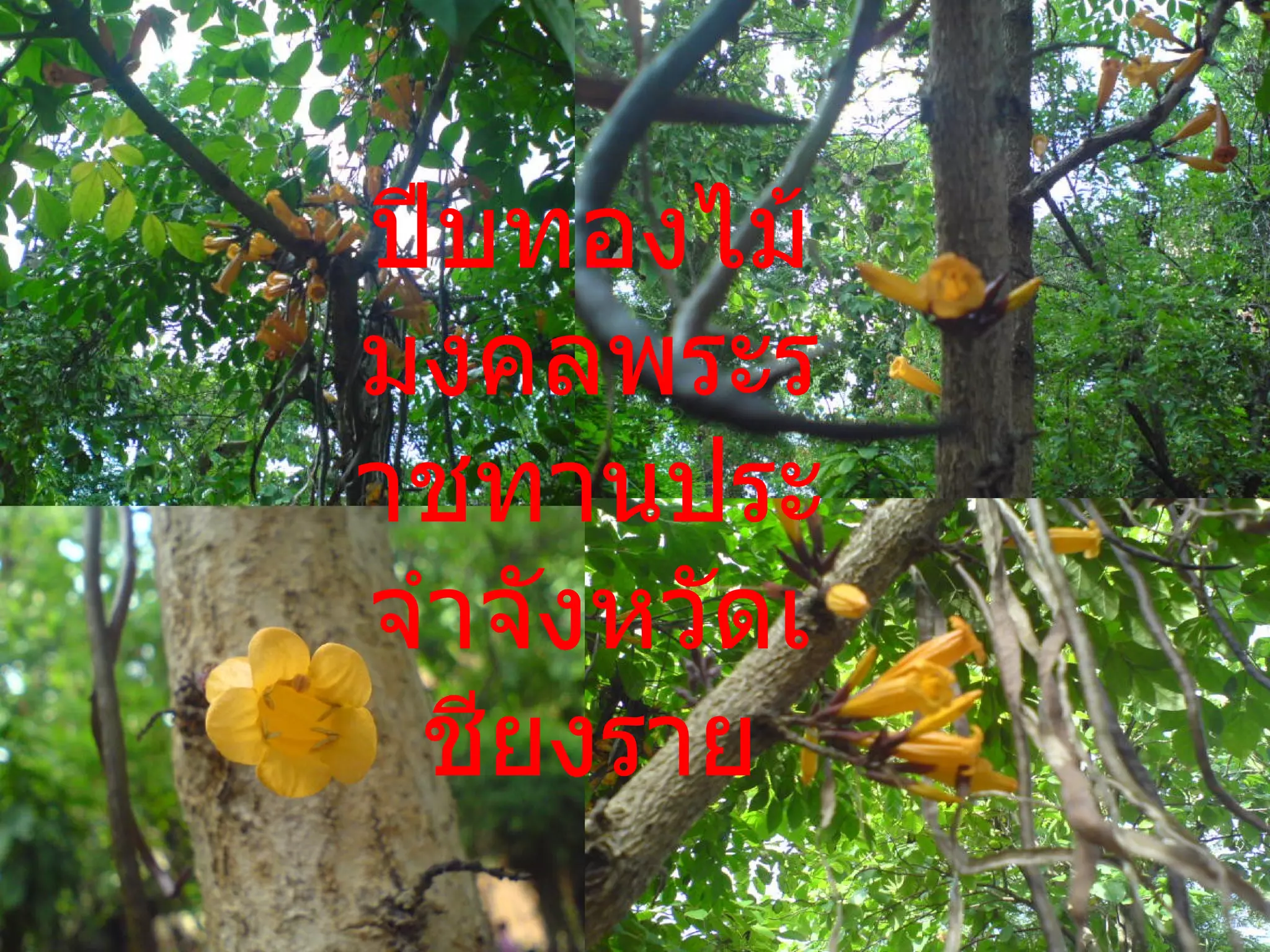 ปีบทองไม้มงคลพระราชทานประจำจังหวัดเชียงราย 