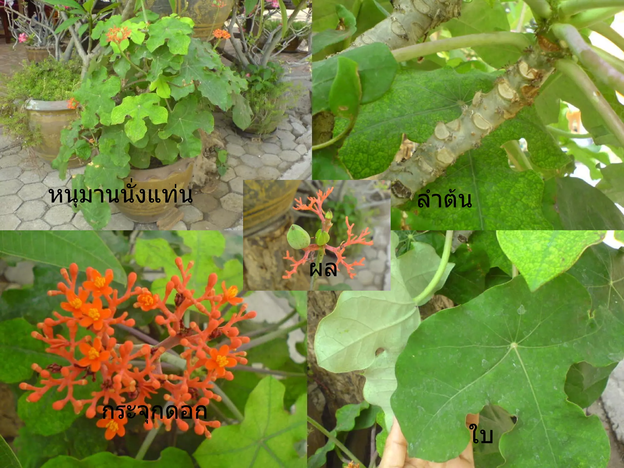 หนุมานนั่งแท่น ลำต้น กระจุกดอก ใบ ผล 