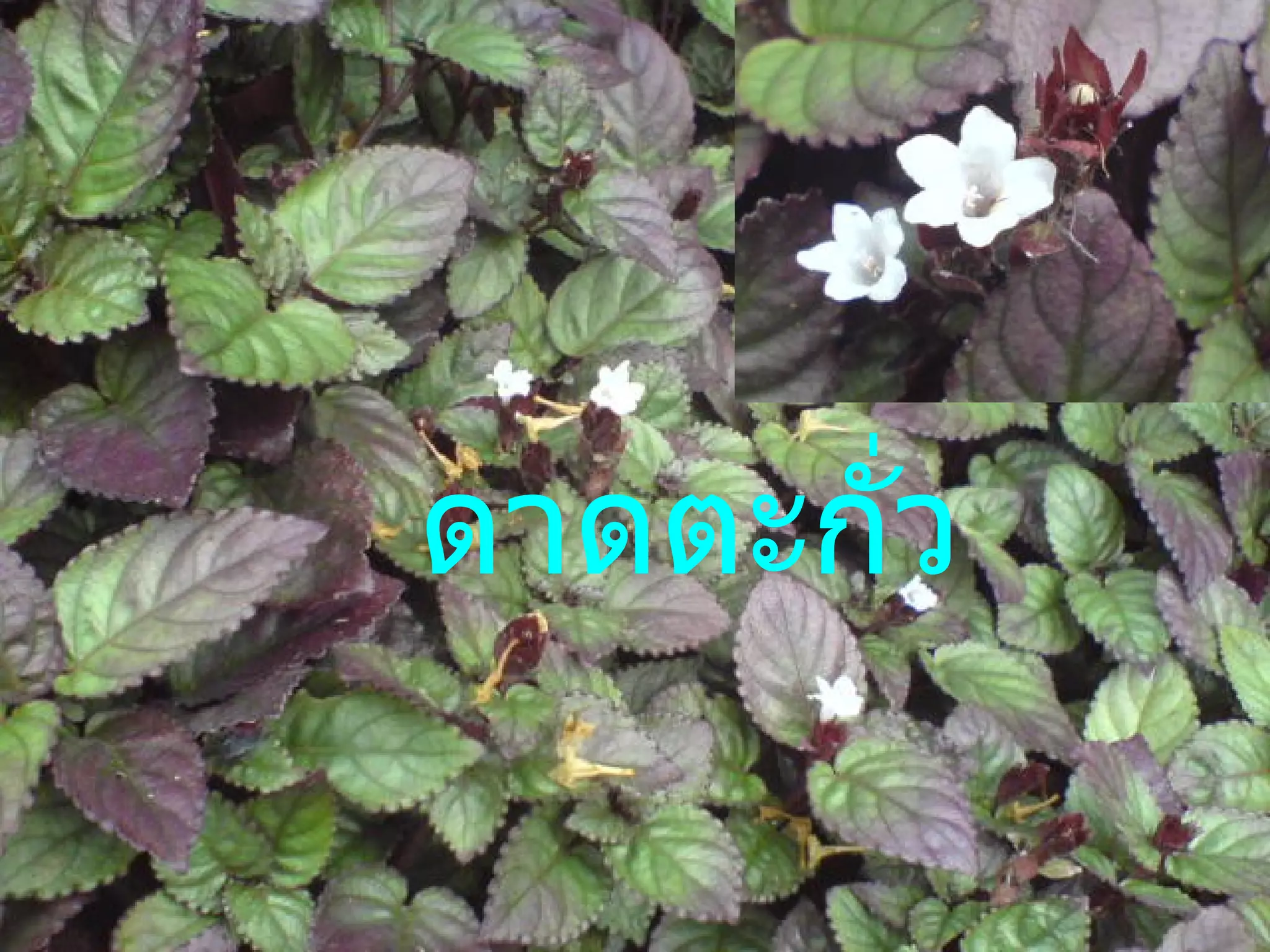 ดาดตะกั่ว 