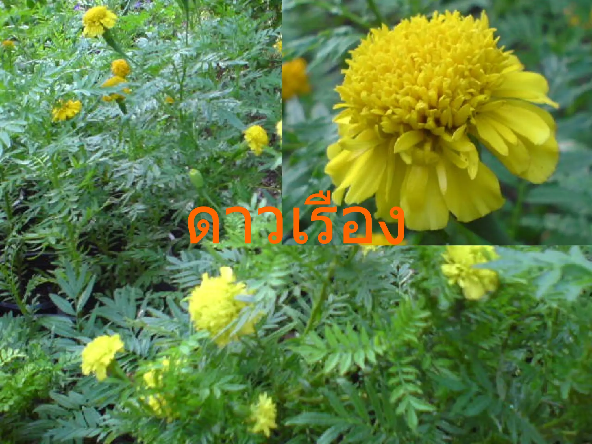 ดาวเรือง 