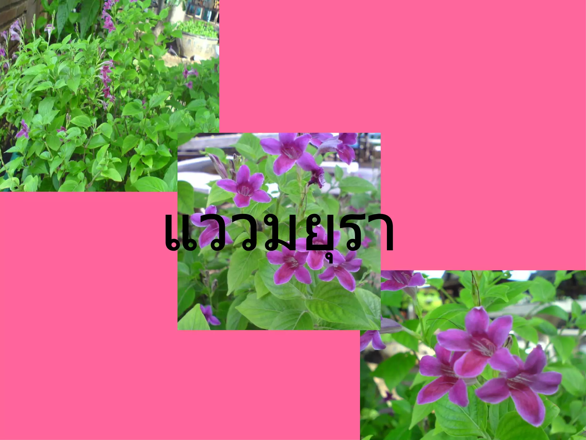 แววมยุรา 