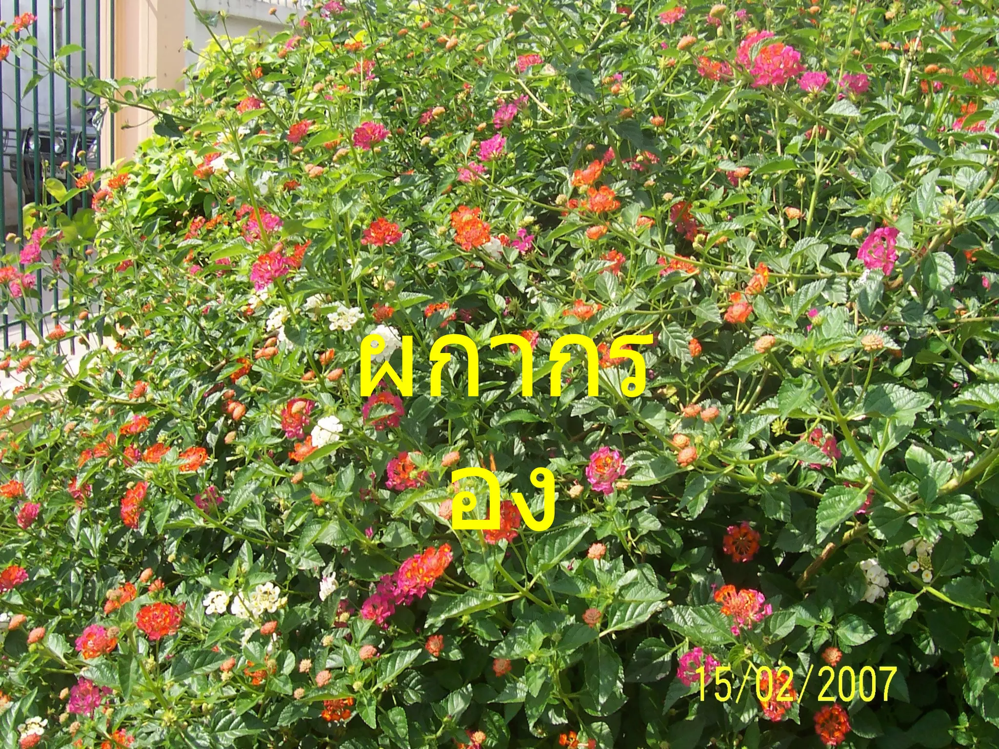 ผกากรอง 