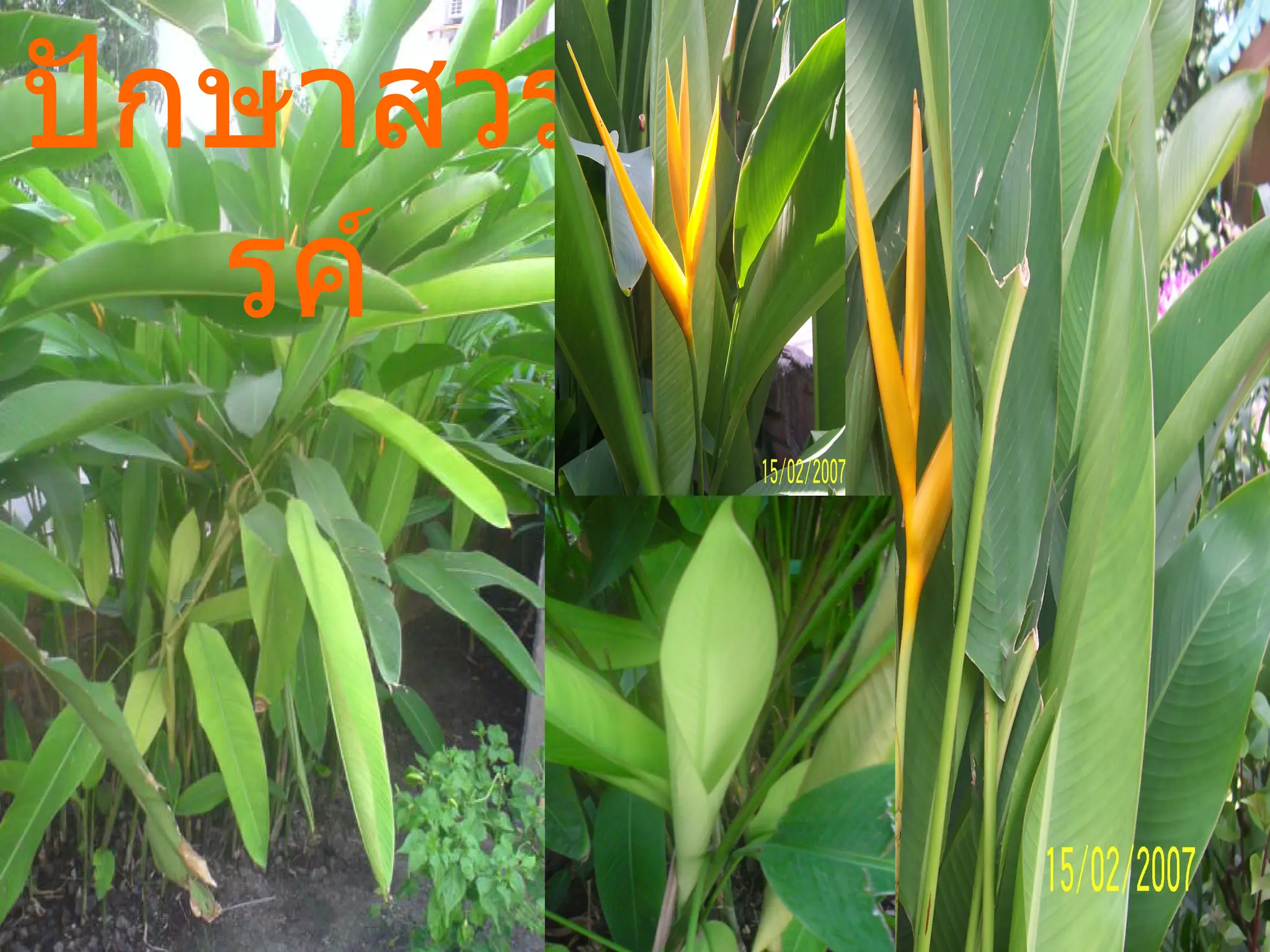 ปักษาสวรรค์ 