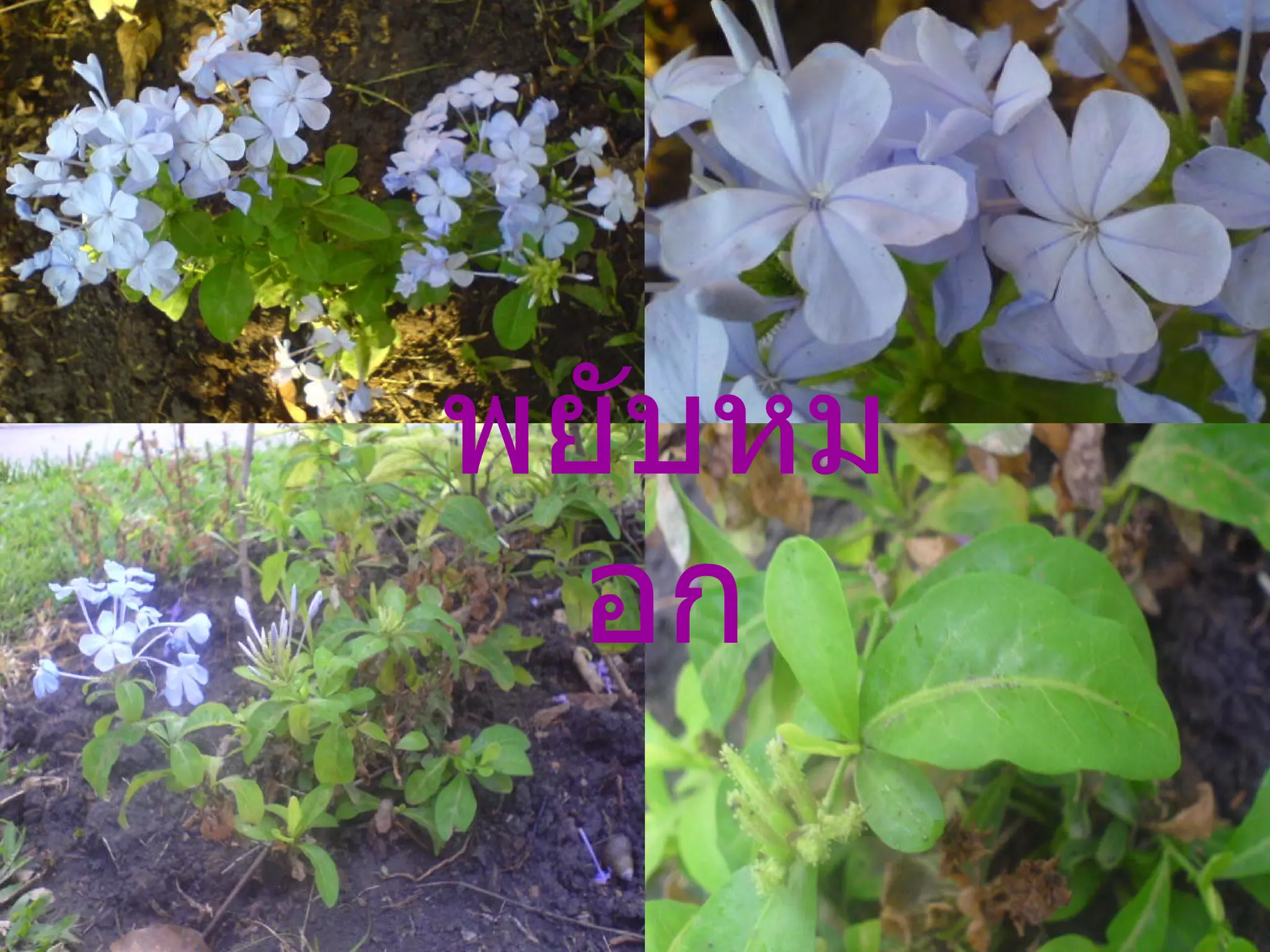 พยับหมอก 