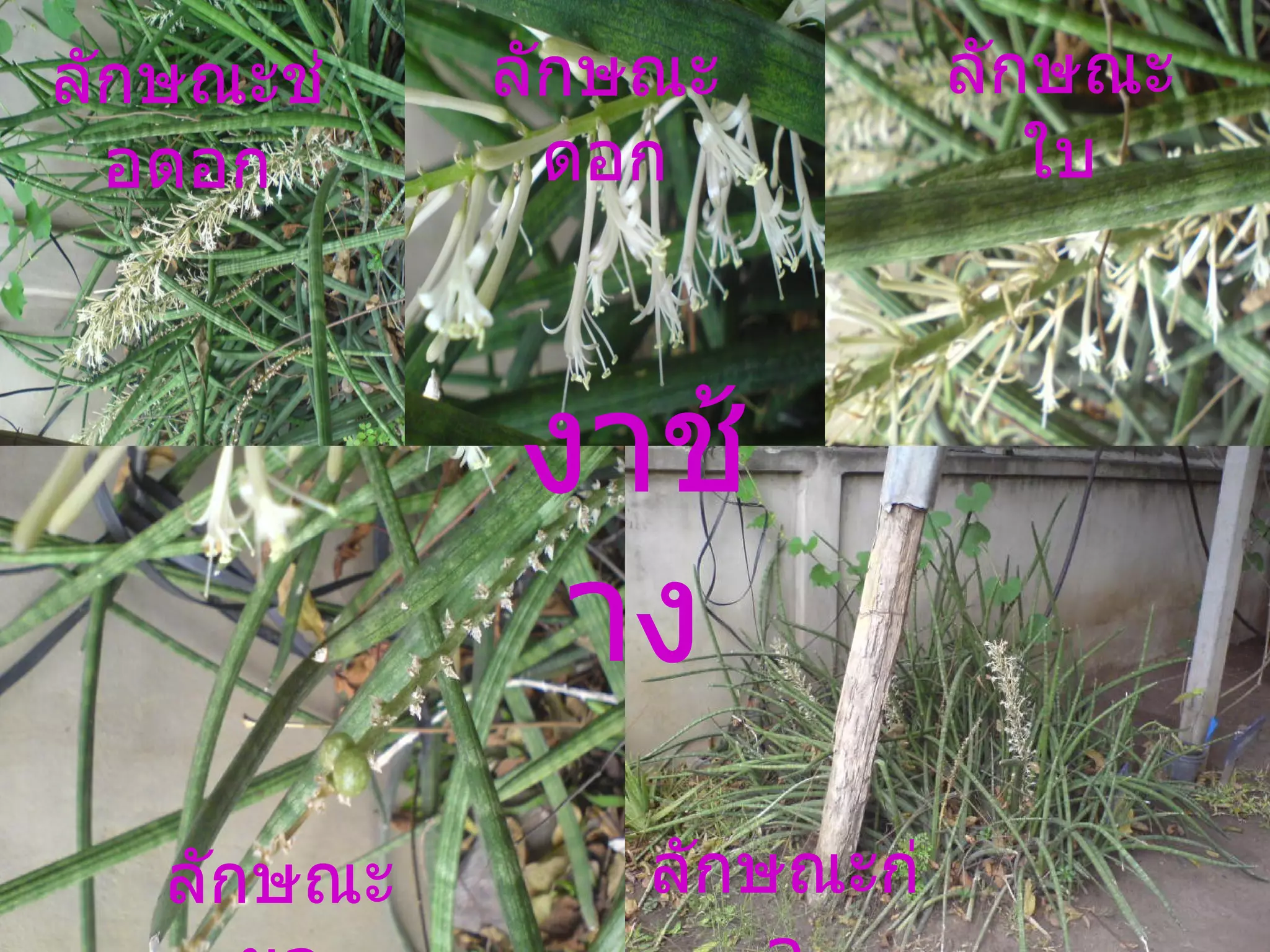 งาช้าง ลักษณะช่อดอก ลักษณะดอก ลักษณะใบ ลักษณะผล ลักษณะก่อ 
