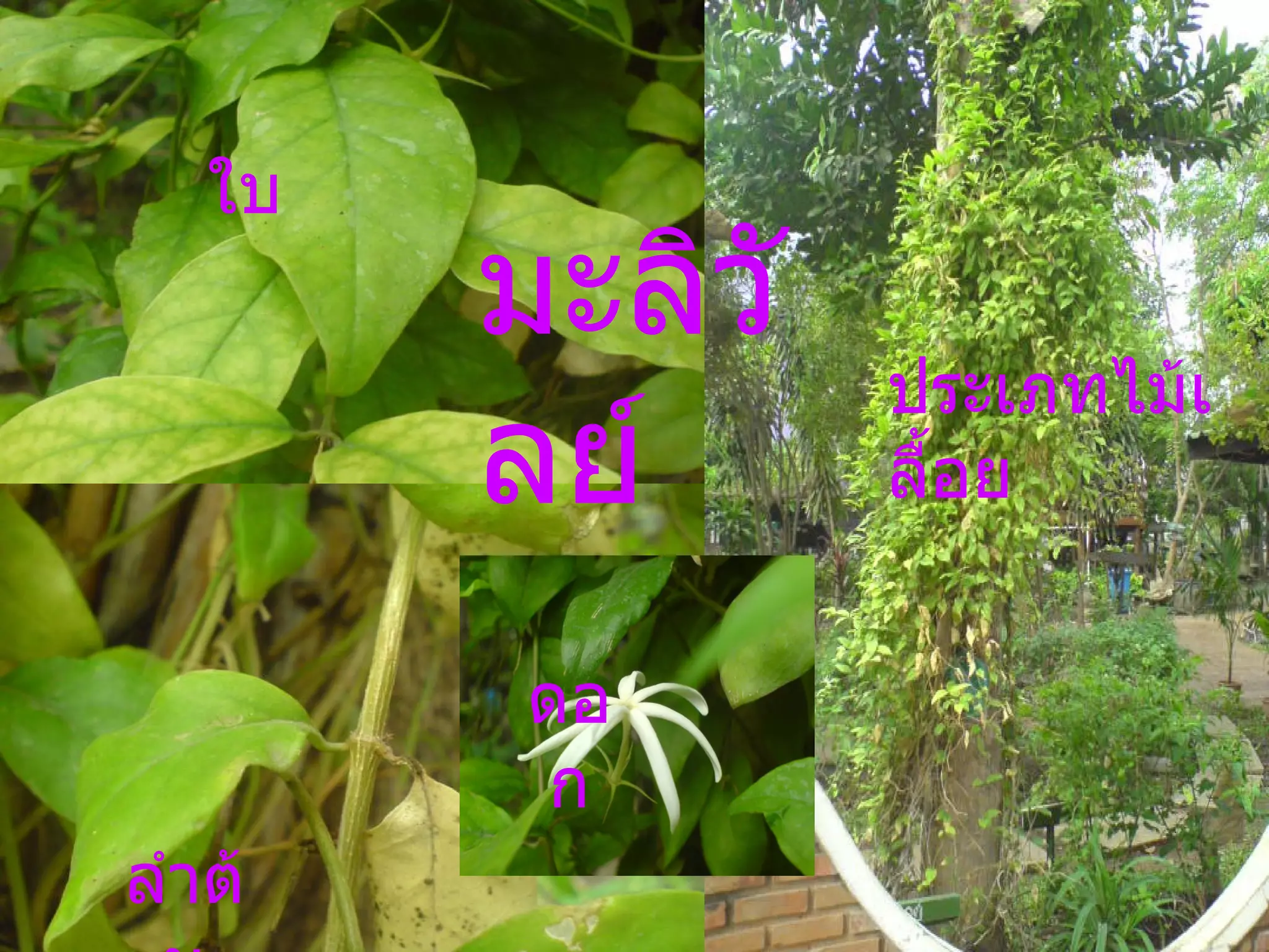 มะลิวัลย์ ใบ ลำต้น ดอก ประเภทไม้เลื้อย 