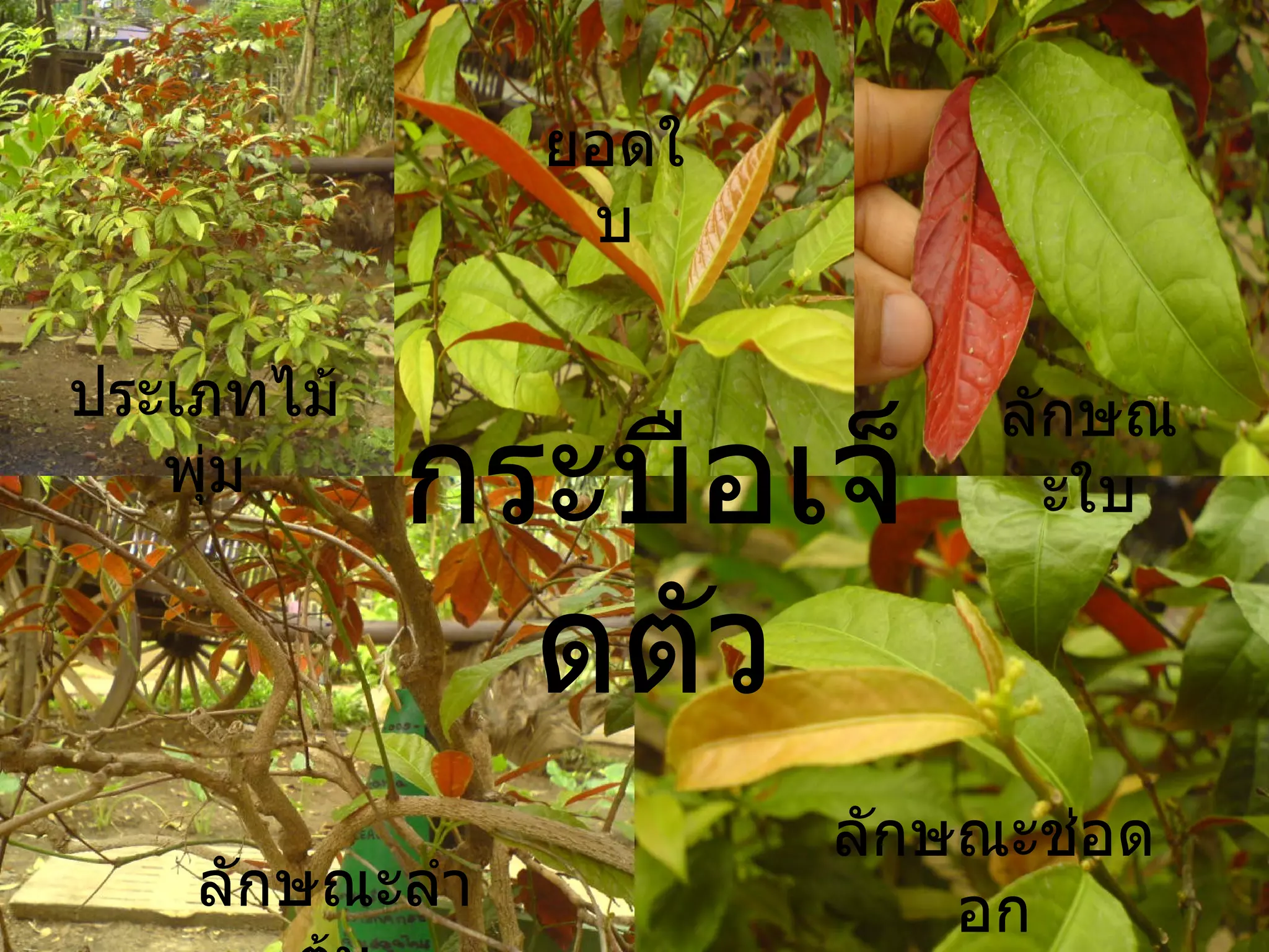 กระบือเจ็ดตัว ประเภทไม้พุ่ม ยอดใบ ลักษณะใบ ลักษณะลำต้น ลักษณะช่อดอก 