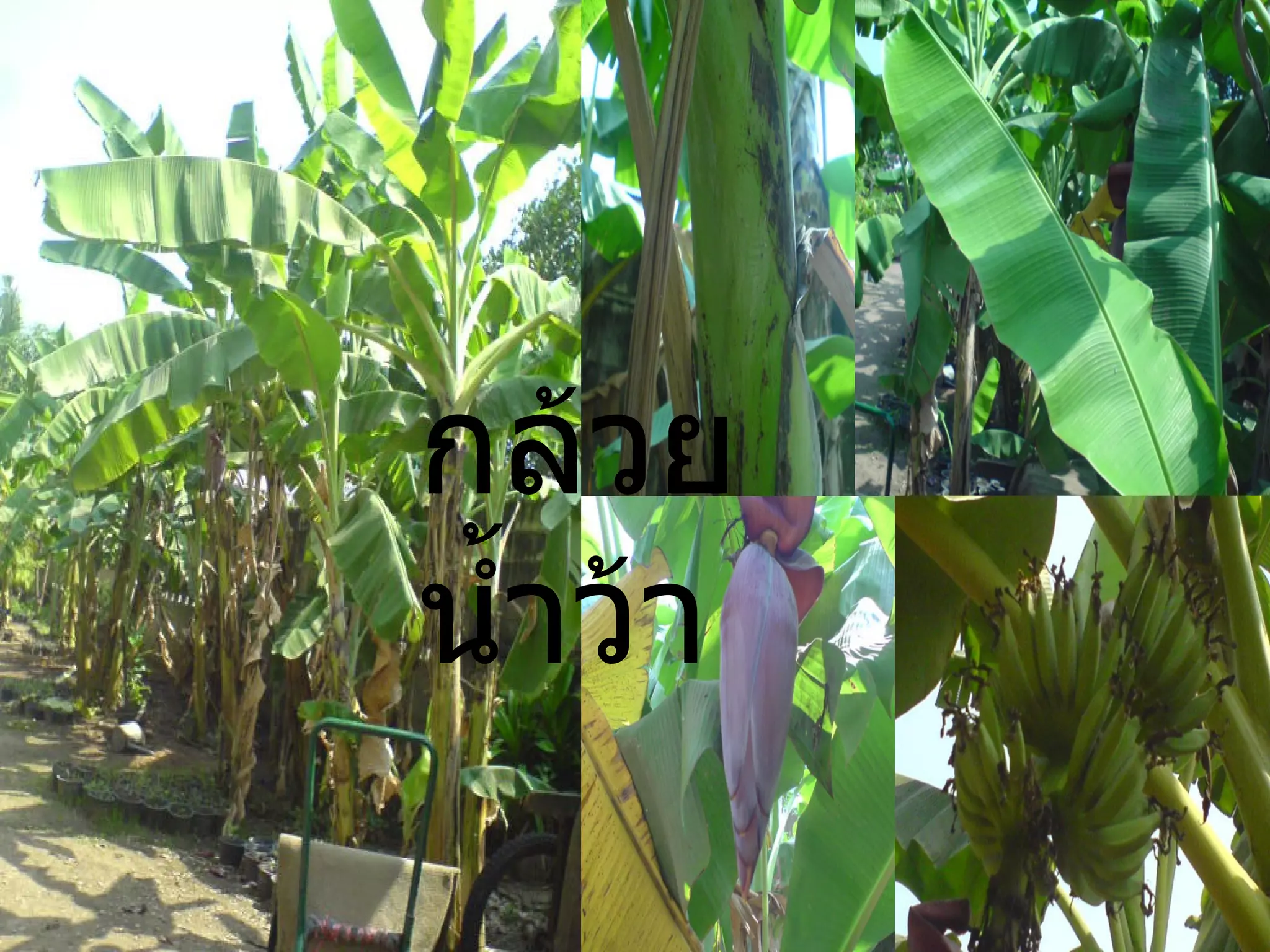 กล้วยน้ำว้า 