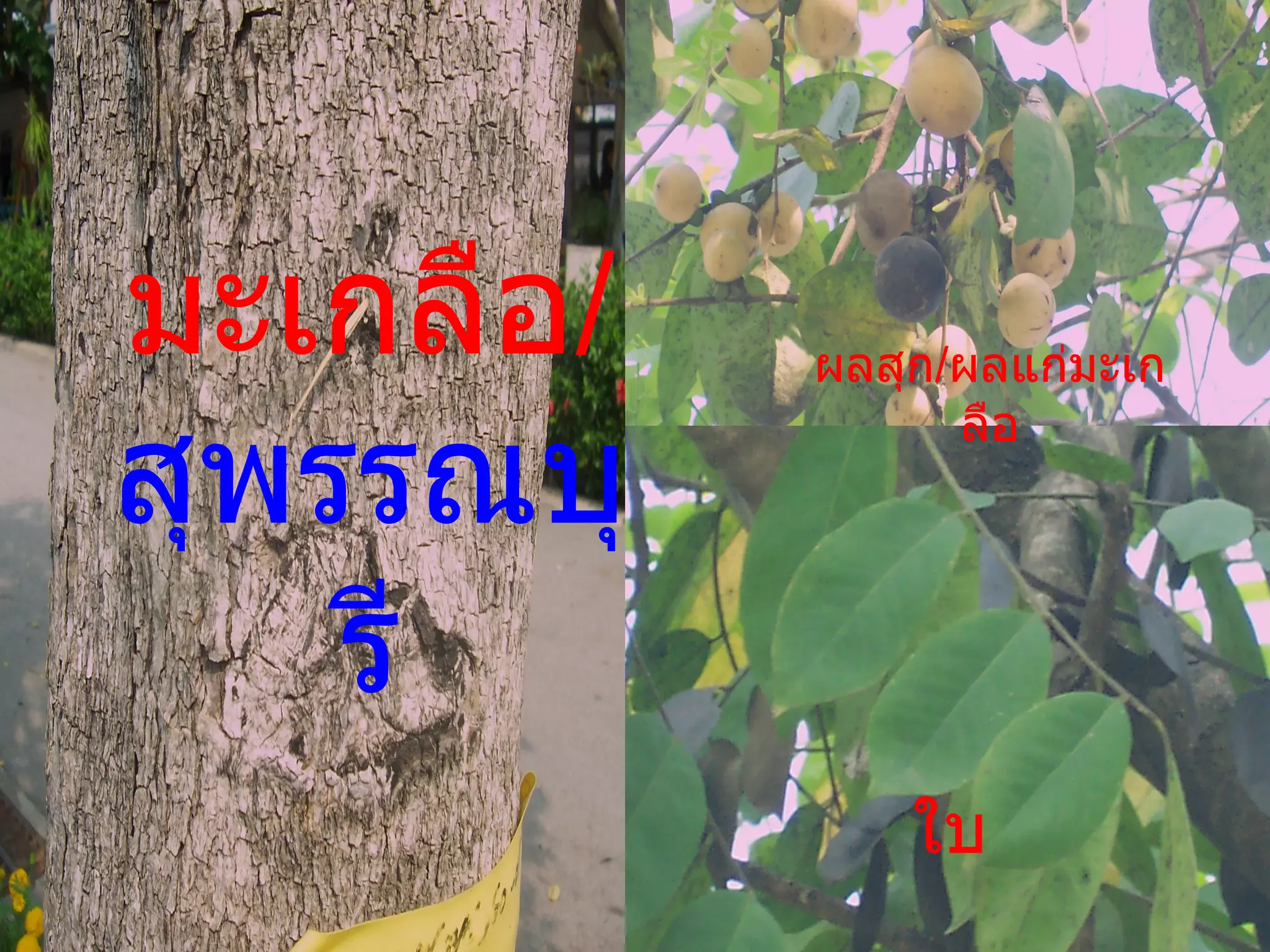 มะเกลือ / สุพรรณบุรี ผลสุก / ผลแก่มะเกลือ ใบ 